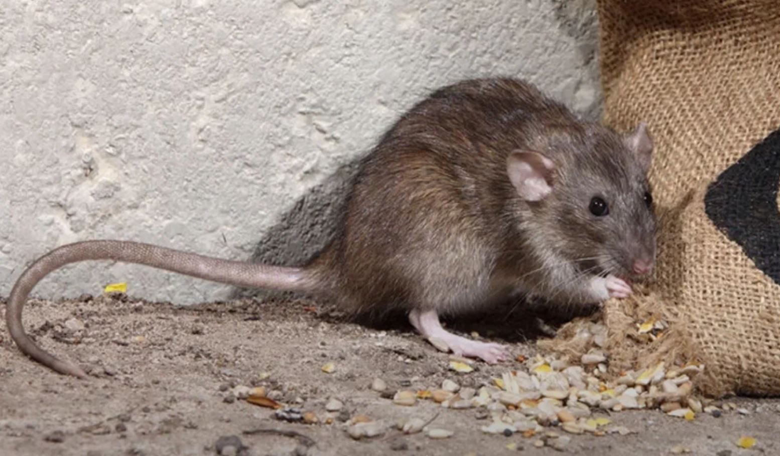 фото: Профессиональная дератизация в Утте: <br/>+7-909-173-42-96