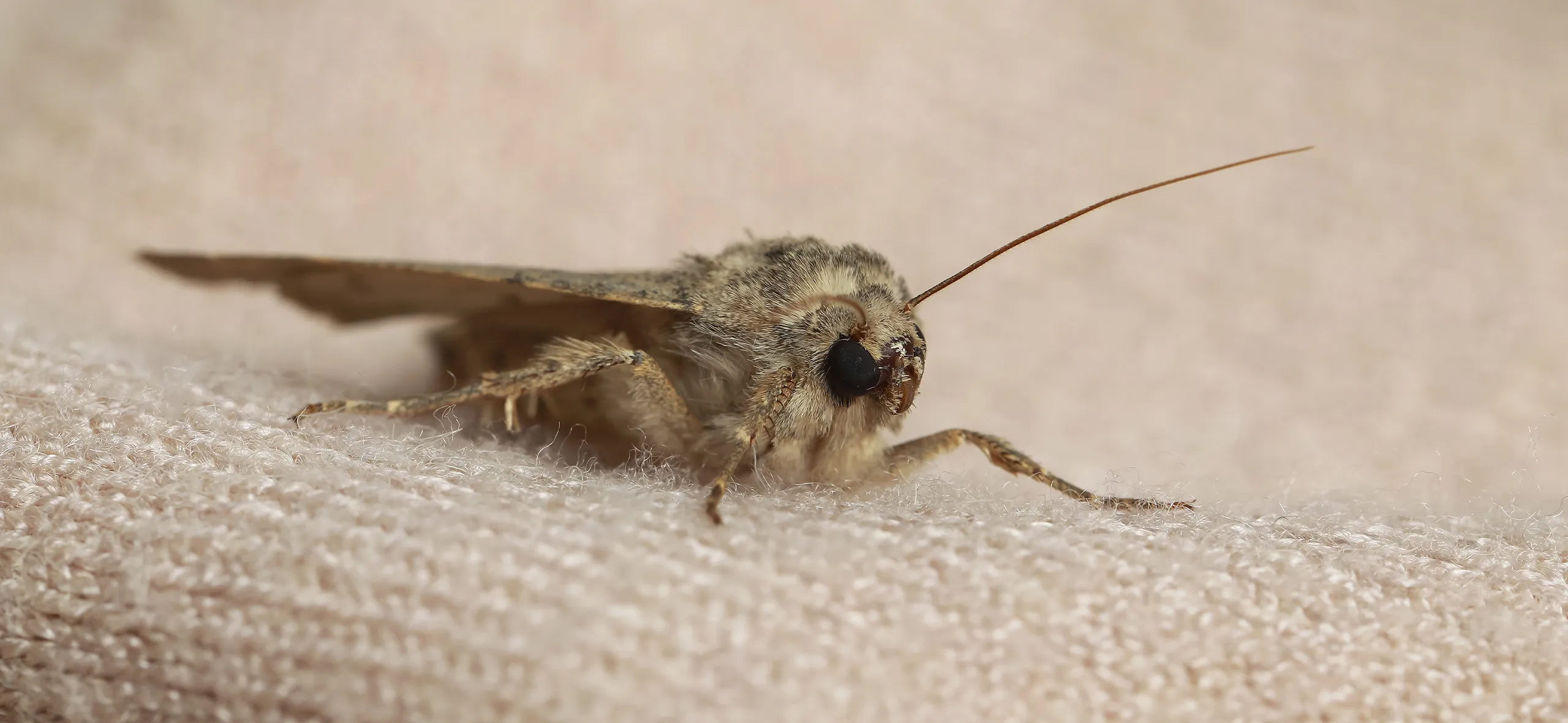 фото: Профессиональная обработка от моли в Утте: <br/>+7-909-173-42-96